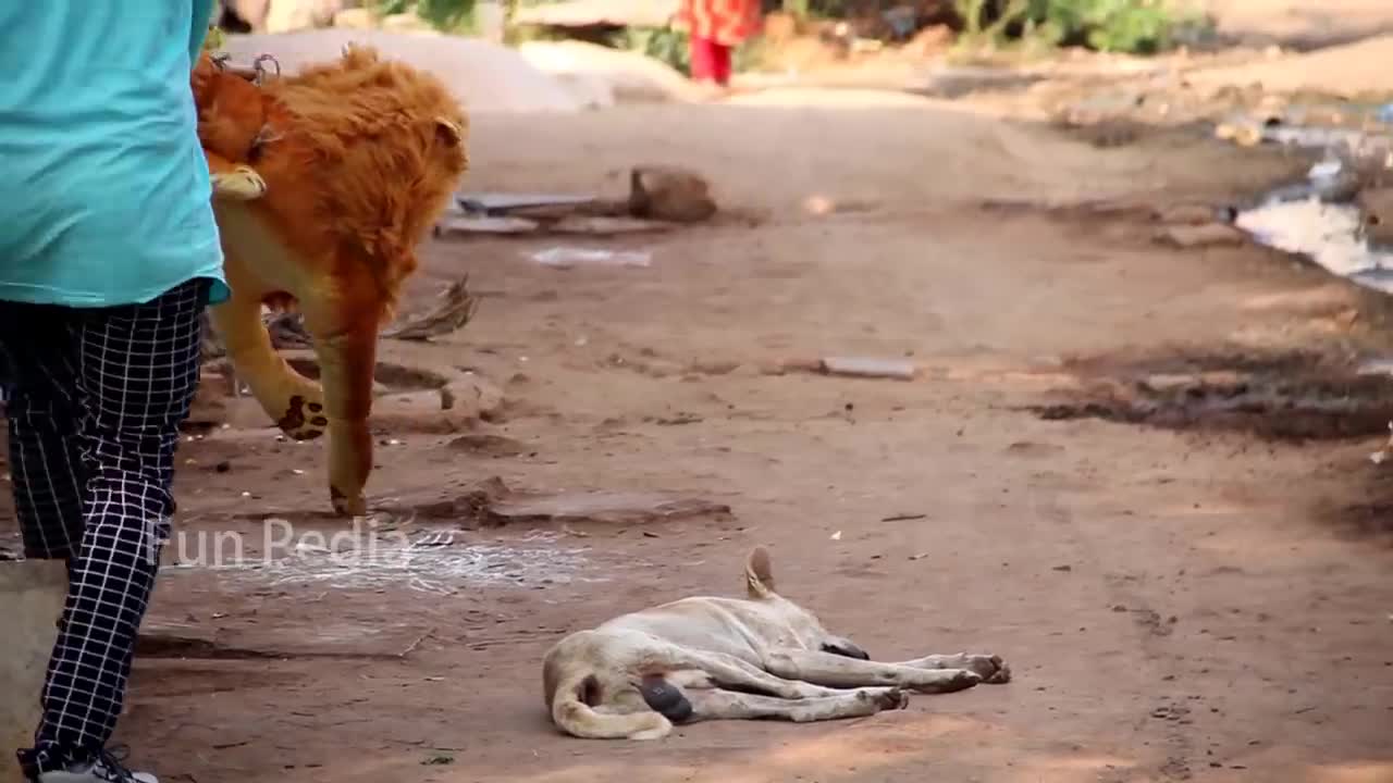 Fake Lion Prank Dog