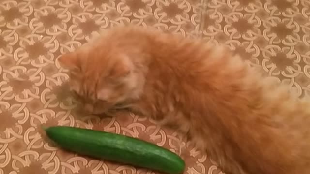 Russian cats are not afraid of cucumbers