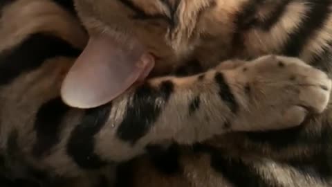 love meat