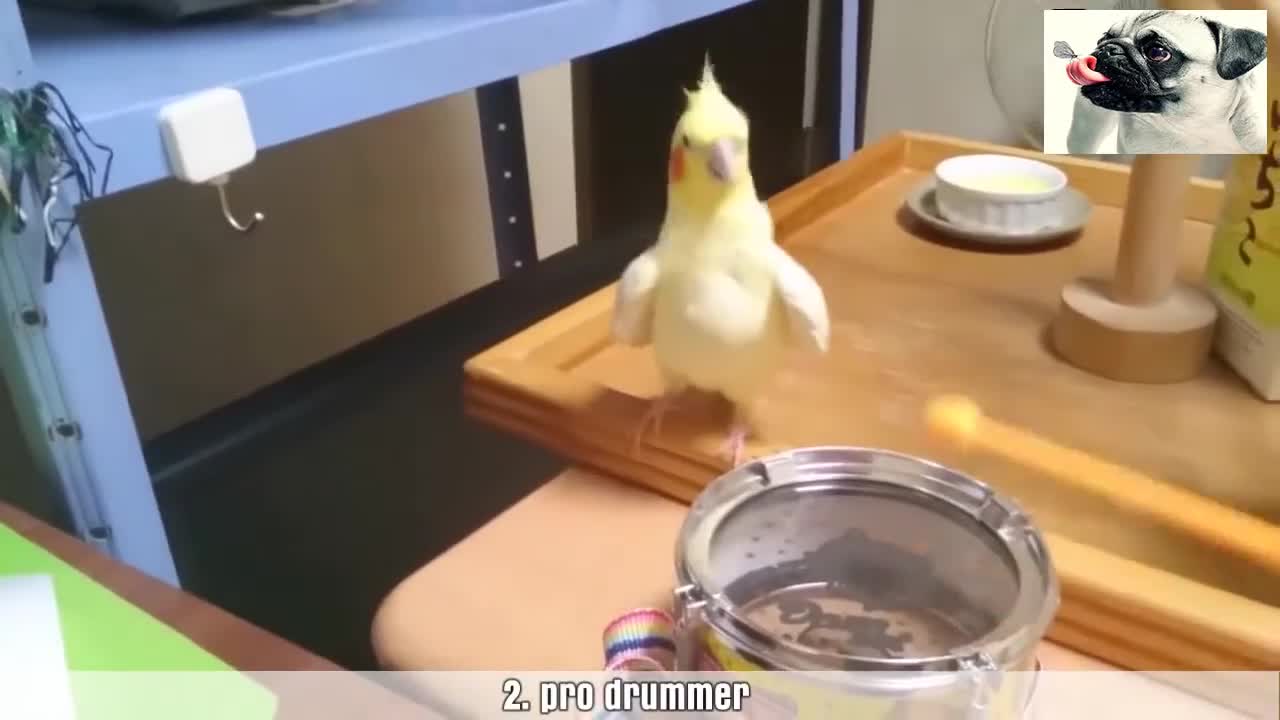 Highlights Funny Parrot Bird - Try Not To Laugh Clean Animals