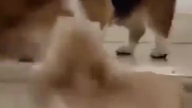 Cutie Dog Fight # Funny pets #shorts