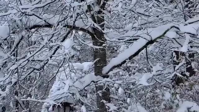 CUTE DOG PLAYING ON THE SNOW