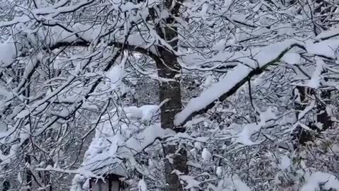 CUTE DOG PLAYING ON THE SNOW