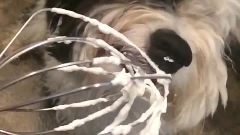 Music black and white dog licking whipped cream off of whisk