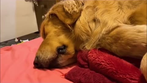 what happens when my golden retriever's sleep .