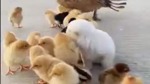 cute pets