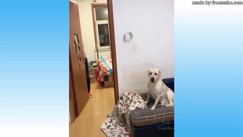 Cute Pets And Funny Animals Compilation Pets Gardenyour kids will love it.