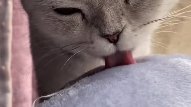 Show you what's on the kitten's tongue?