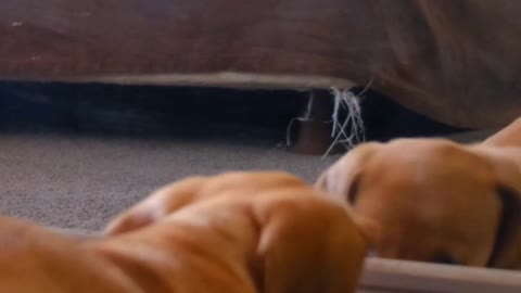Funny Puppy