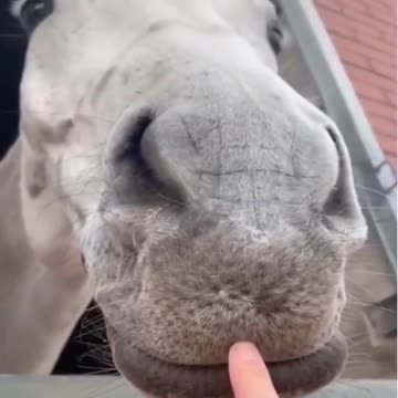 please dont try to laugh