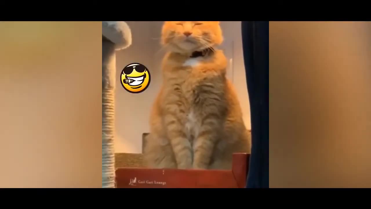 TRY NOT TO LAUGH!! 😆 Funny Animal Video December 2020!