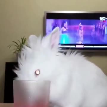 *Klodi* Bunny