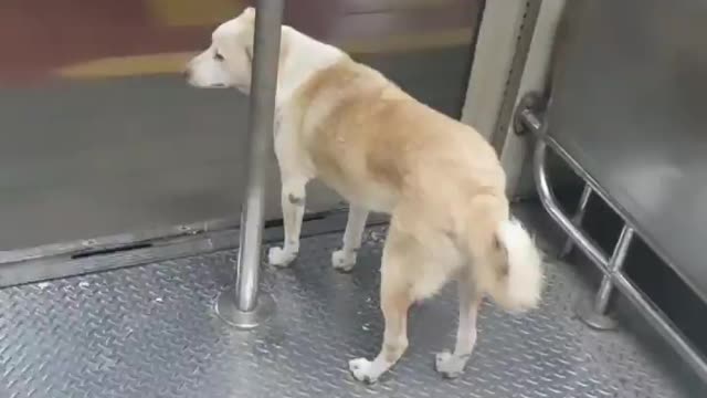 Local life of dog 🐕 in train 🚆