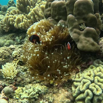 Freediving down to the reef in search of clownfish Finding Nemo!!