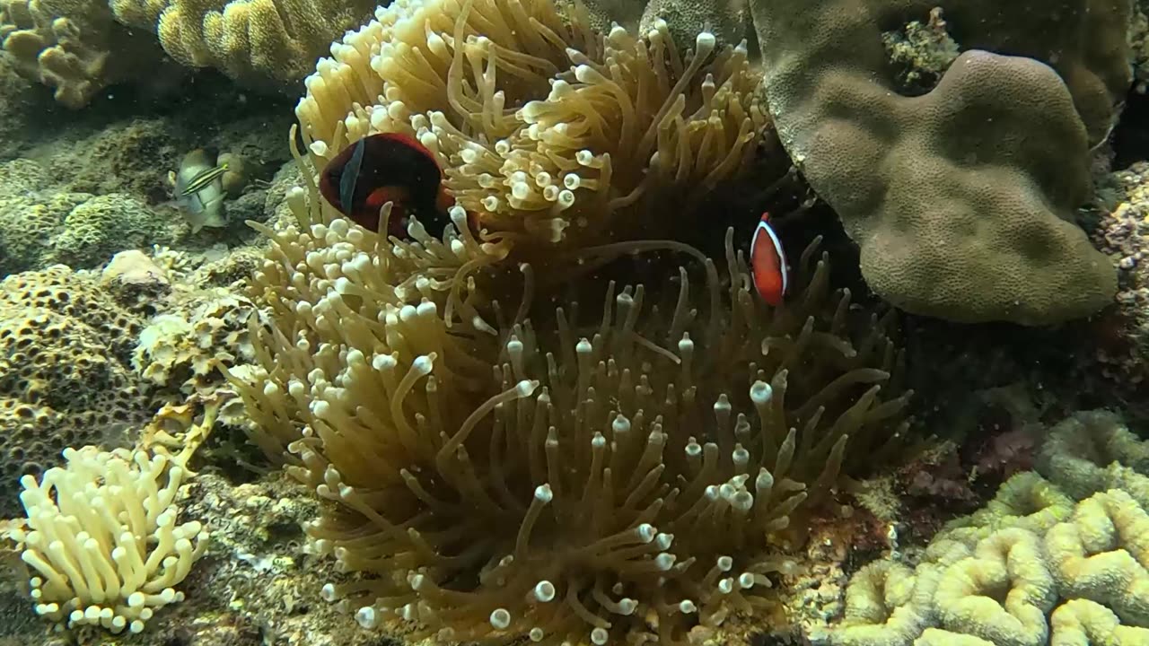 Freediving down to the reef in search of clownfish Finding Nemo!!