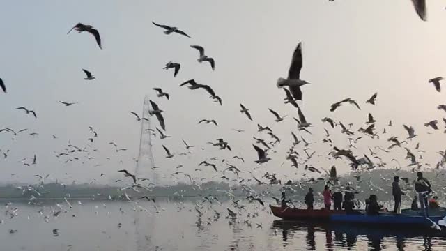 A Flock Of Seagulls Flying Over A Body Of Waten 🕊️bird