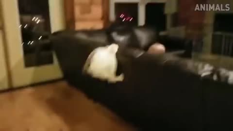 Feline Frenzy: The Ultimate Cat Compilation!