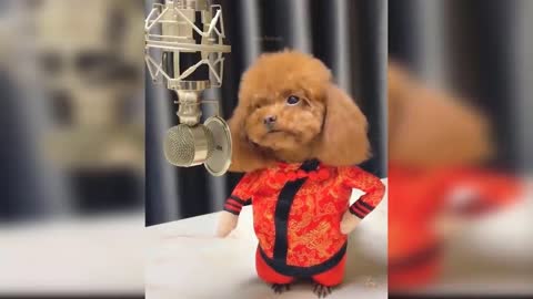 Baby Dogs - Cute and Funny Dog Videos Compilation #9 | Aww Animals