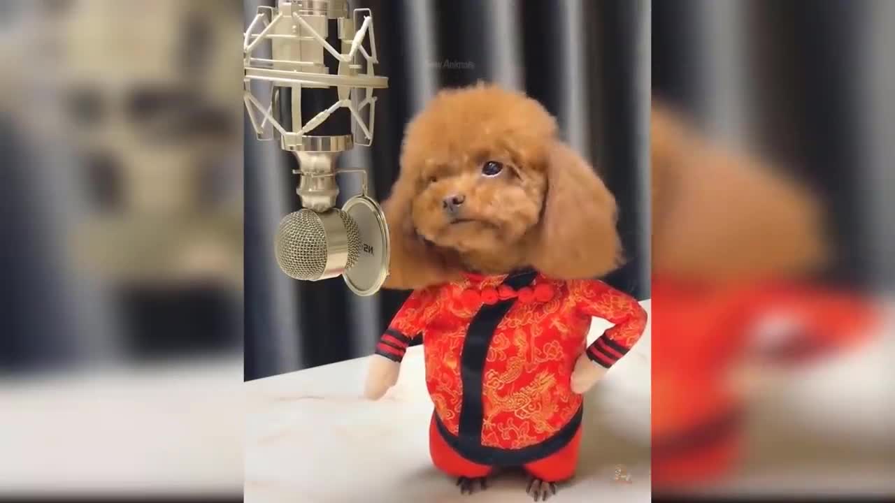 Baby Dogs - Cute and Funny Dog Videos Compilation #9 | Aww Animals