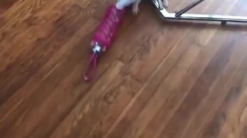 Try Not To Laugh To These ANIMAL TikToks