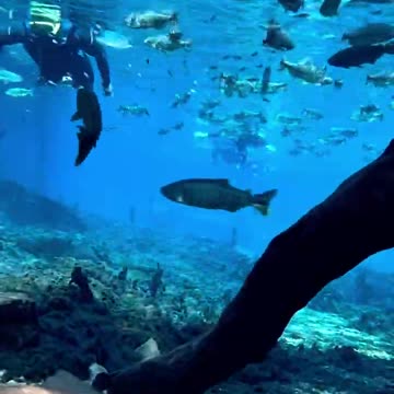 the magic of nature reveals itself with each dive