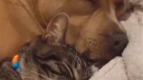 Cat and dog friendship Cat Love for dog viral video