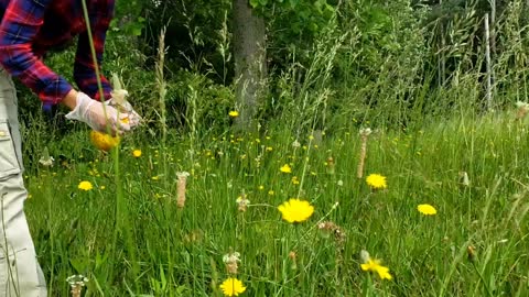 Making juice from false dandelion, Catsear weed