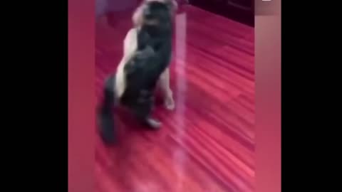 wrestling between cat and dog