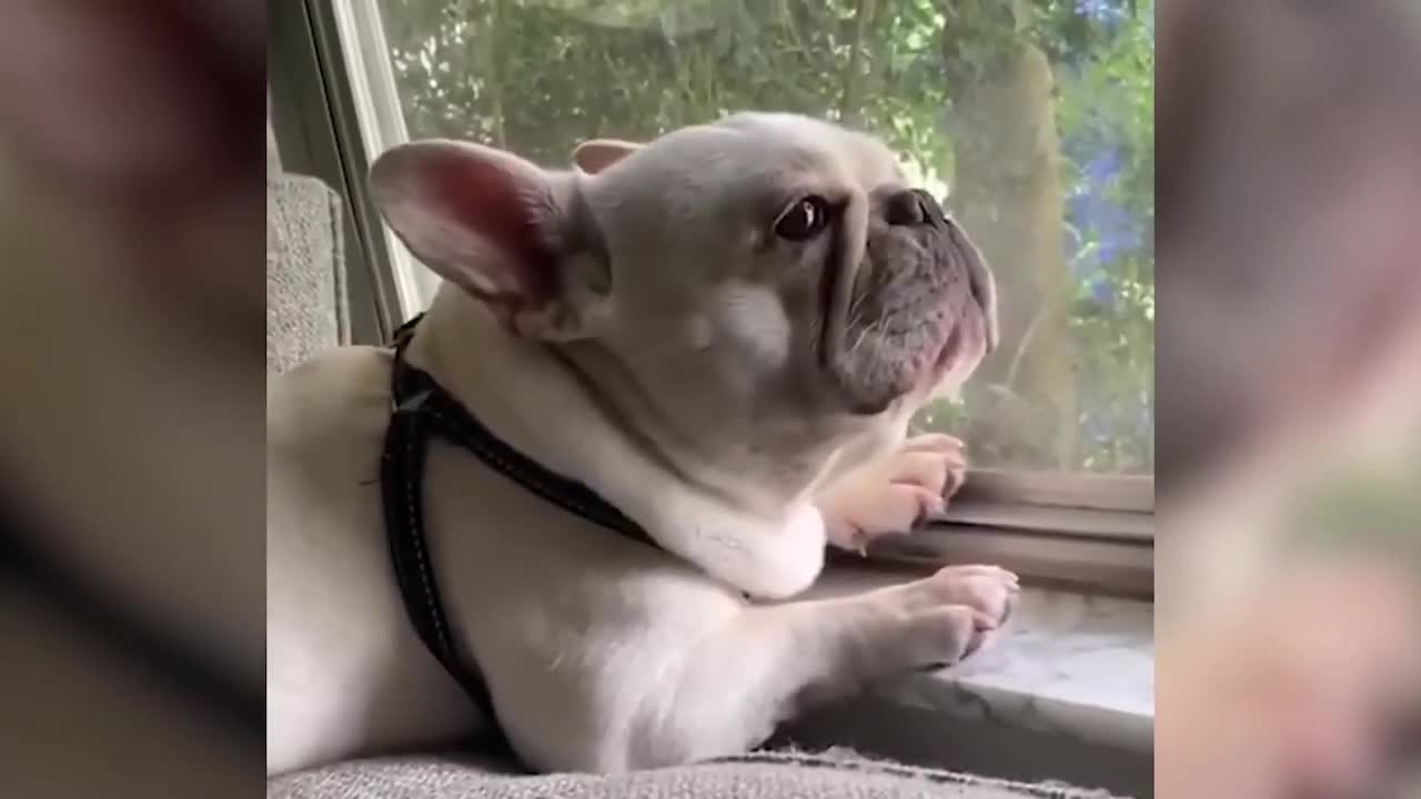Funny dogs Animal video #7
