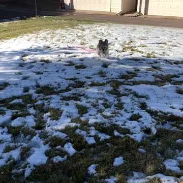 Playful Puppy in the Snow