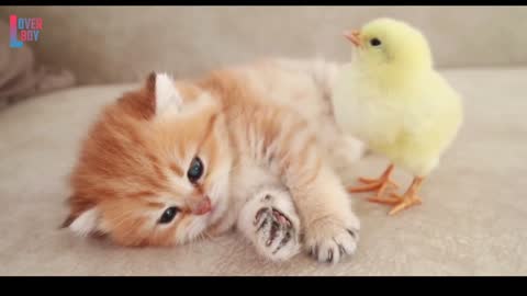 Cat and Hen Baby Video