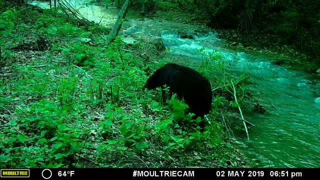 Ozark Black Bear by Creek