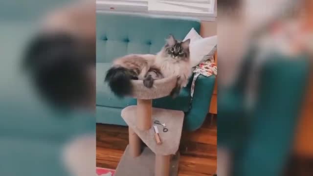 Funny moments of cute and funny cat animals