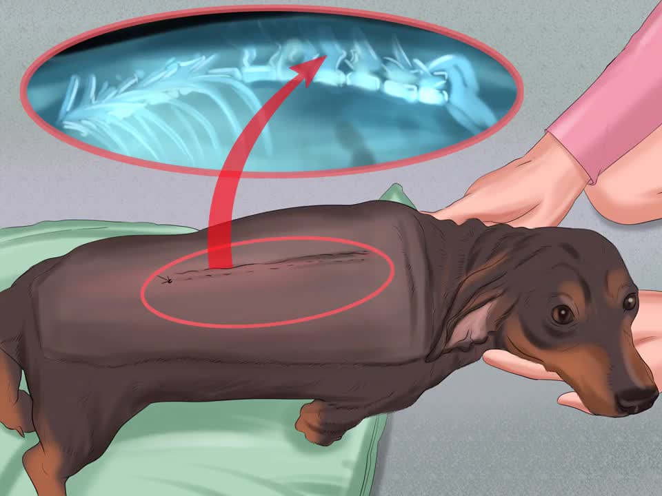 Take Care of a Dachshund