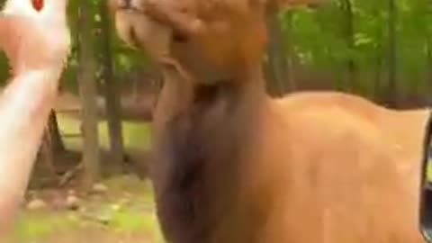 animal funny video !! 🤣😂