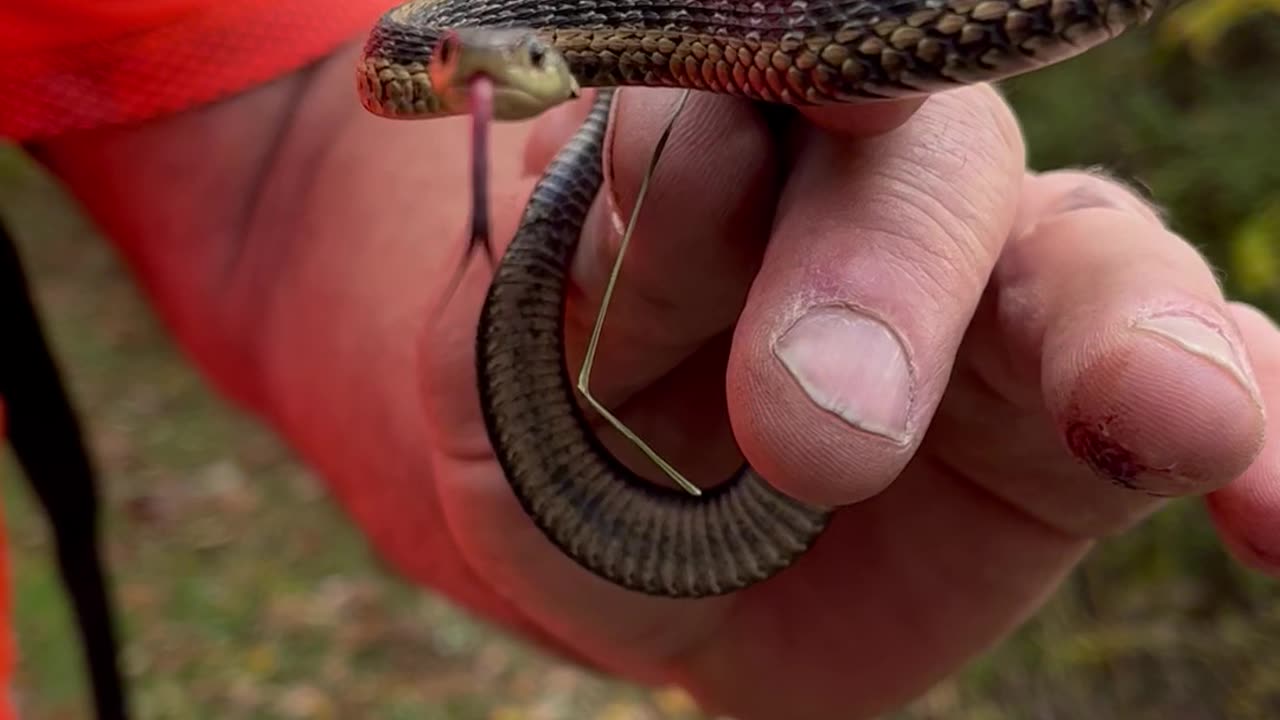 Snake attack in upstate New York