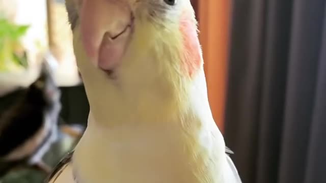 Great sound of a cockatiel in the early morning