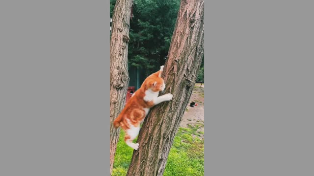 The cat is trying to climb the tree.