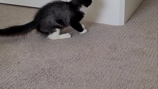 Cat Won't Let Kitten Out of the Room