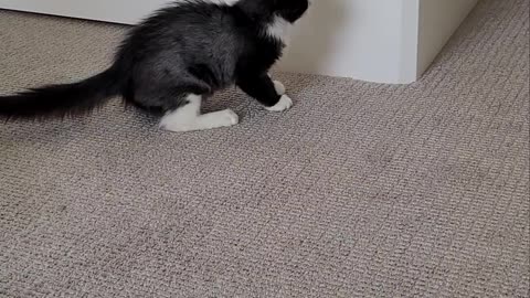 Cat Won't Let Kitten Out of the Room