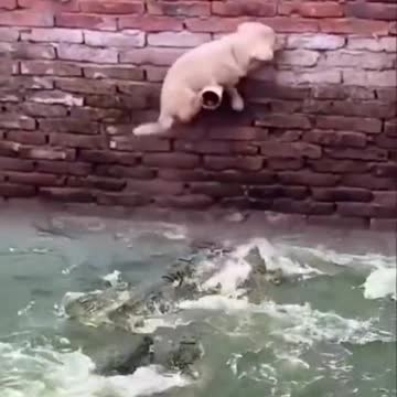 little dog how to baby from the mouth of death