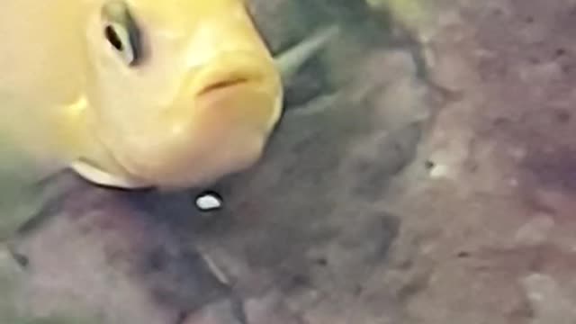 Cichlid mother and fry