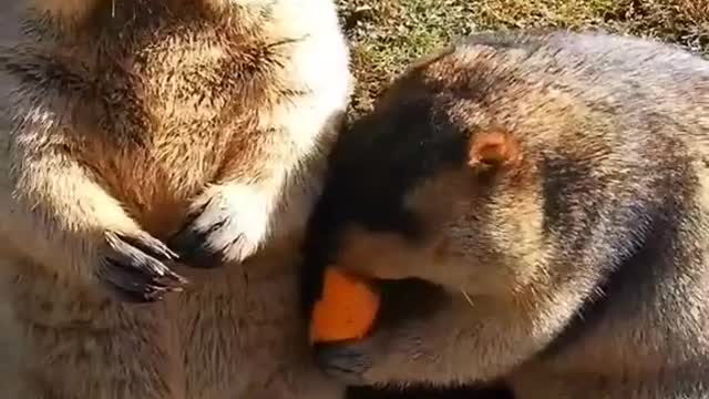 the cutest teeth in the world - try not to find them cute