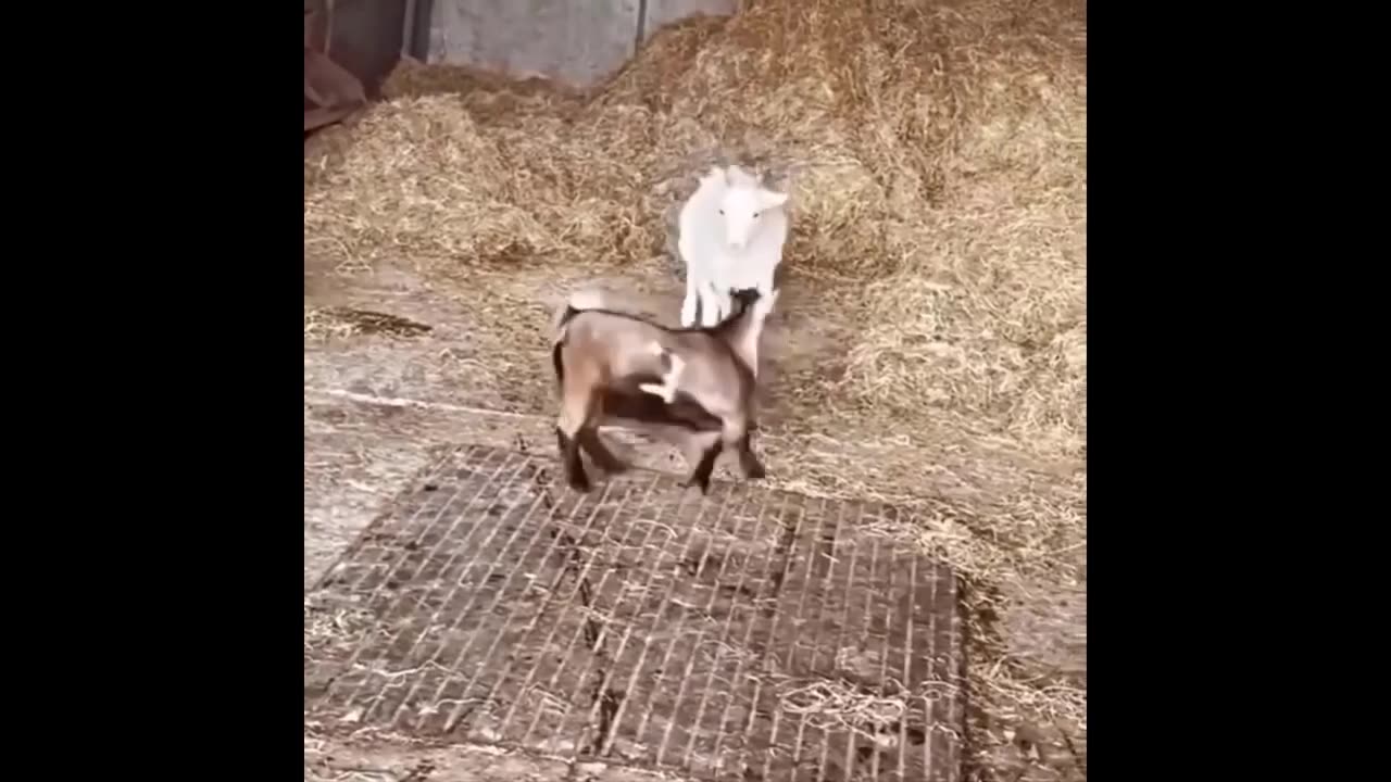 Funniest Cats And Dogs Videos 😁 - Best Funny Animal Videos 2024 🥰#12