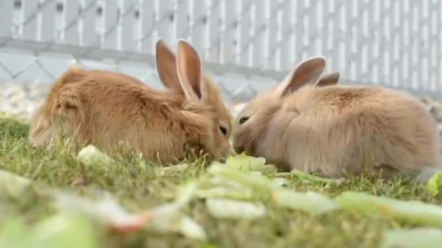 Funny Baby Bunny Rabbit Videos #2 - Cute Rabbits Compilation 2021