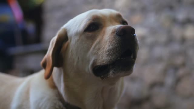 Best Smiling Dog