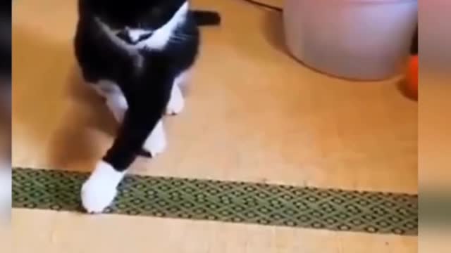 Cat video fanny cat video