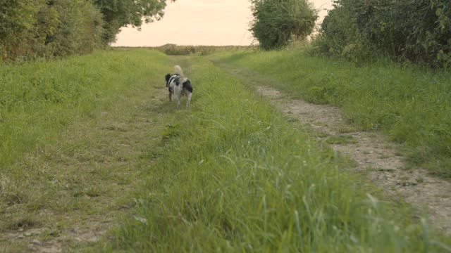 Tracking Shot of Dog Running Along a Rural Path