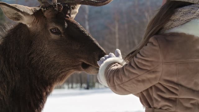 Girl and deer.