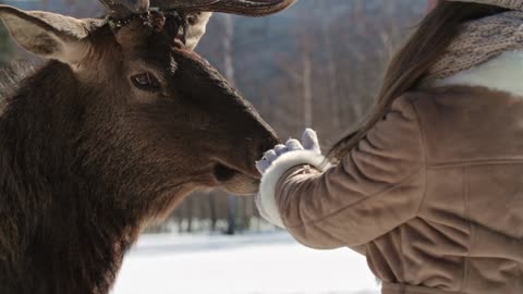 Girl and deer.